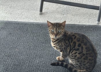 SKY /  BUBI 251105-075158